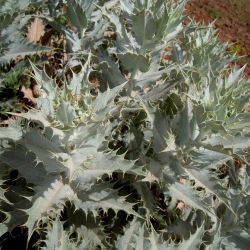 Carlina macrophylla