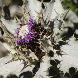 Carlina macrophylla