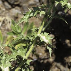 Carthamus arborescens