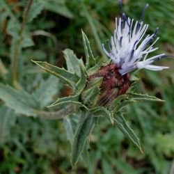 Carthamus caeruleus