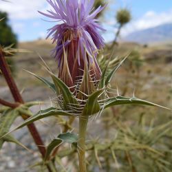 Carthamus duvauxii