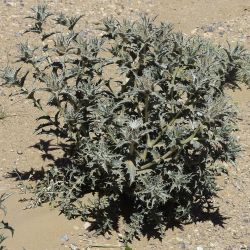 Carthamus eriocephalus