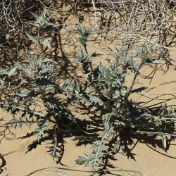 Carthamus eriocephalus