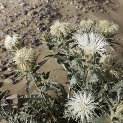 Carthamus eriocephalus