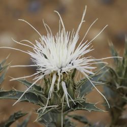 Carthamus eriocephalus