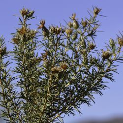 Carthamus fruticosus