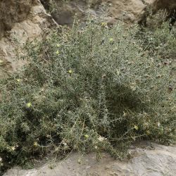 Carthamus fruticosus