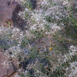 Carthamus fruticosus