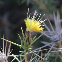 Carthamus fruticosus