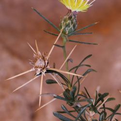 Carthamus fruticosus