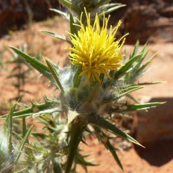 Carthamus lanatus