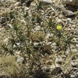Carthamus lanatus