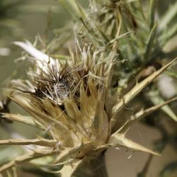 Carthamus lanatus
