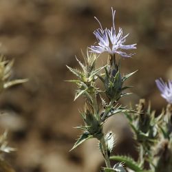 Carthamus pectinatus