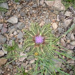 Carthamus pinnatus