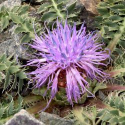 Carthamus pinnatus