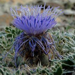 Carthamus pinnatus