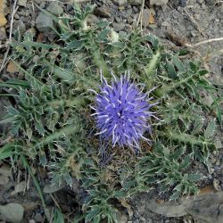 Carthamus pinnatus