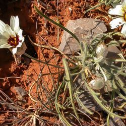 Catananche arenaria