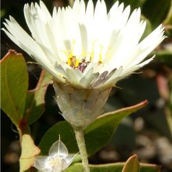 Catananche arenaria