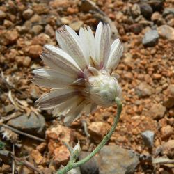 Catananche arenaria