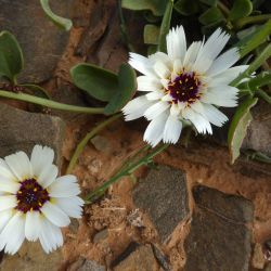 Catananche arenaria