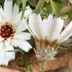Catananche arenaria