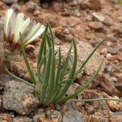 Catananche arenaria