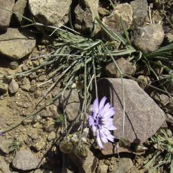 Catananche caerulea