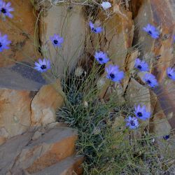 Catananche caerulea