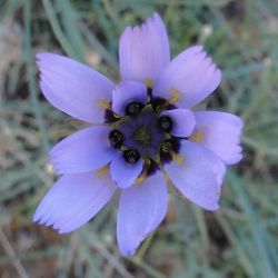 Catananche caerulea