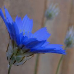 Catananche caerulea