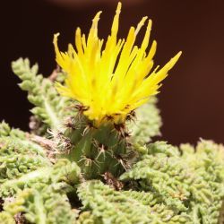 Centaurea achilleifolia