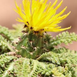 Centaurea achilleifolia