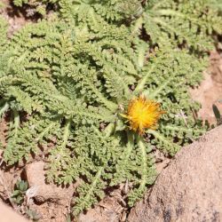 Centaurea achilleifolia