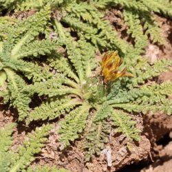 Centaurea achilleifolia