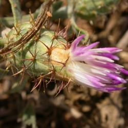 Centaurea aspera subsp. gentilii