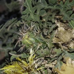 Centaurea atlantis