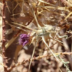 Centaurea calcitrapa