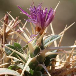 Centaurea calcitrapa