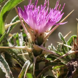 Centaurea calcitrapa