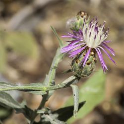 Centaurea diluta subsp. diluta