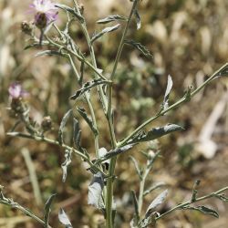 Centaurea diluta subsp. diluta