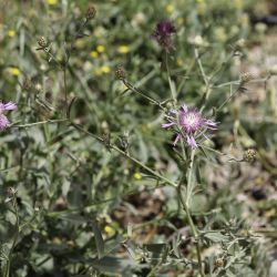 Centaurea diluta subsp. diluta