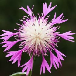 Centaurea diluta subsp. diluta