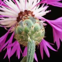 Centaurea diluta subsp. diluta