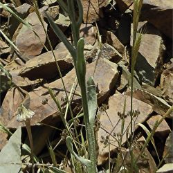 Centaurea eriophora