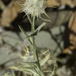 Centaurea eriophora