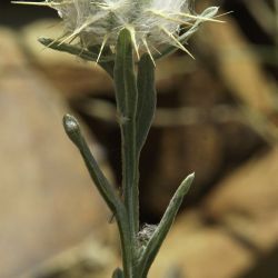 Centaurea eriophora