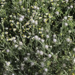 Centaurea eriophora